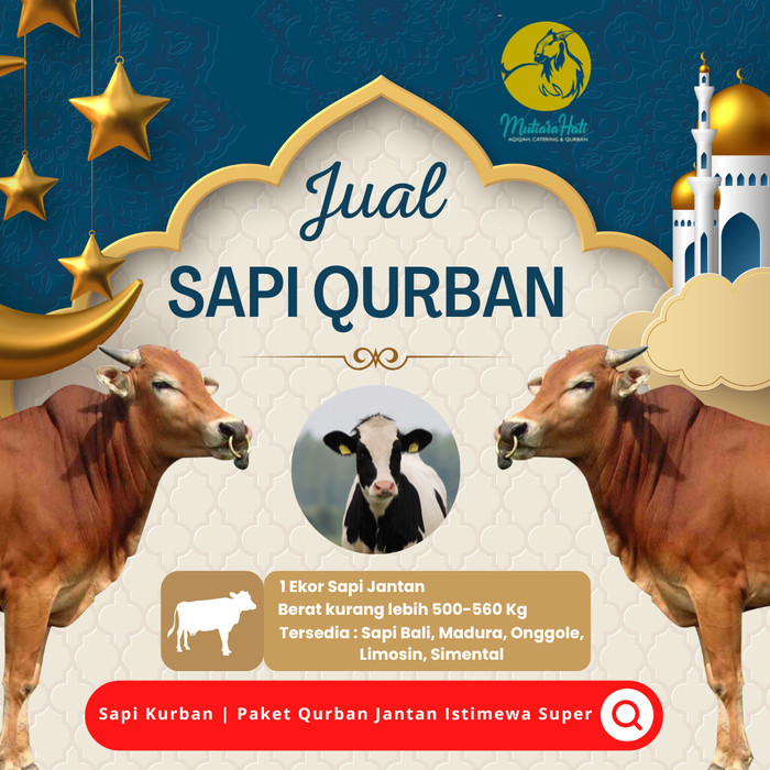 Sapi Kurban | Paket Qurban Jantan Istimewa Super